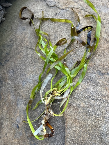 Zostera asiatica iNat (3)