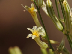 Chlorogalum grandiflorum