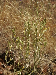 Chlorogalum grandiflorum