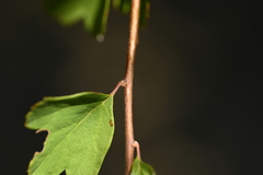 Spiraea blumei, photograph (c) 曾昱承 Yu-Cheng Zeng, some rights reserved (CC BY)