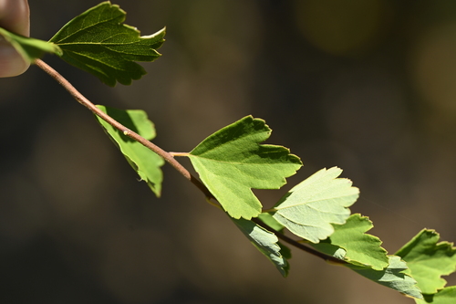 Spiraea blumei, photograph 4