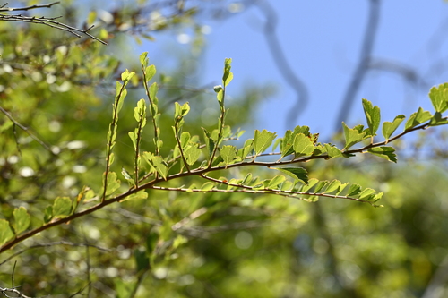 Spiraea blumei, photograph 6