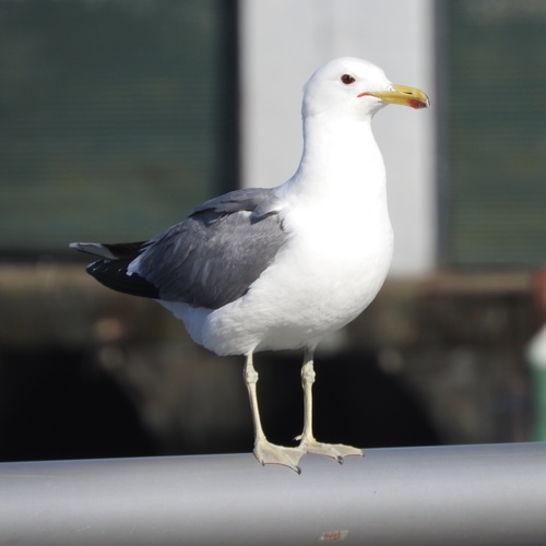 California Gull, photo 5 of 9