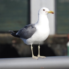 California Gull photo 4