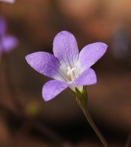 Githopsis pulchella ssp. pulchella