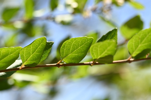 Image of Abelia chinensis by (c) 曾昱承 Yu-Cheng Zeng, some rights reserved (CC BY)