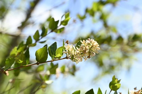 Abelia chinensis
