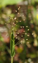 Dichanthelium lanuginosum