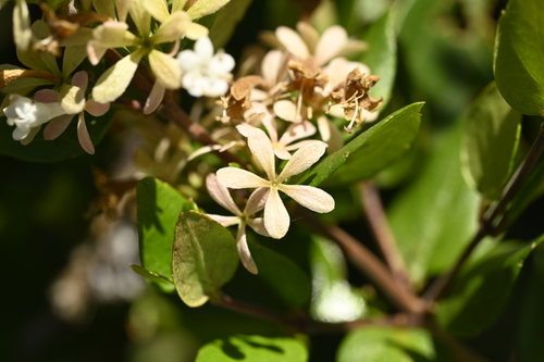Image of Abelia chinensis by (c) 曾昱承 Yu-Cheng Zeng, some rights reserved (CC BY)