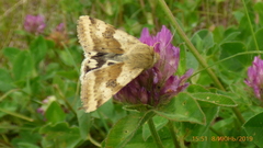 Heliothis adaucta