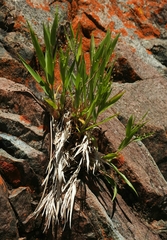 Dichanthelium lanuginosum