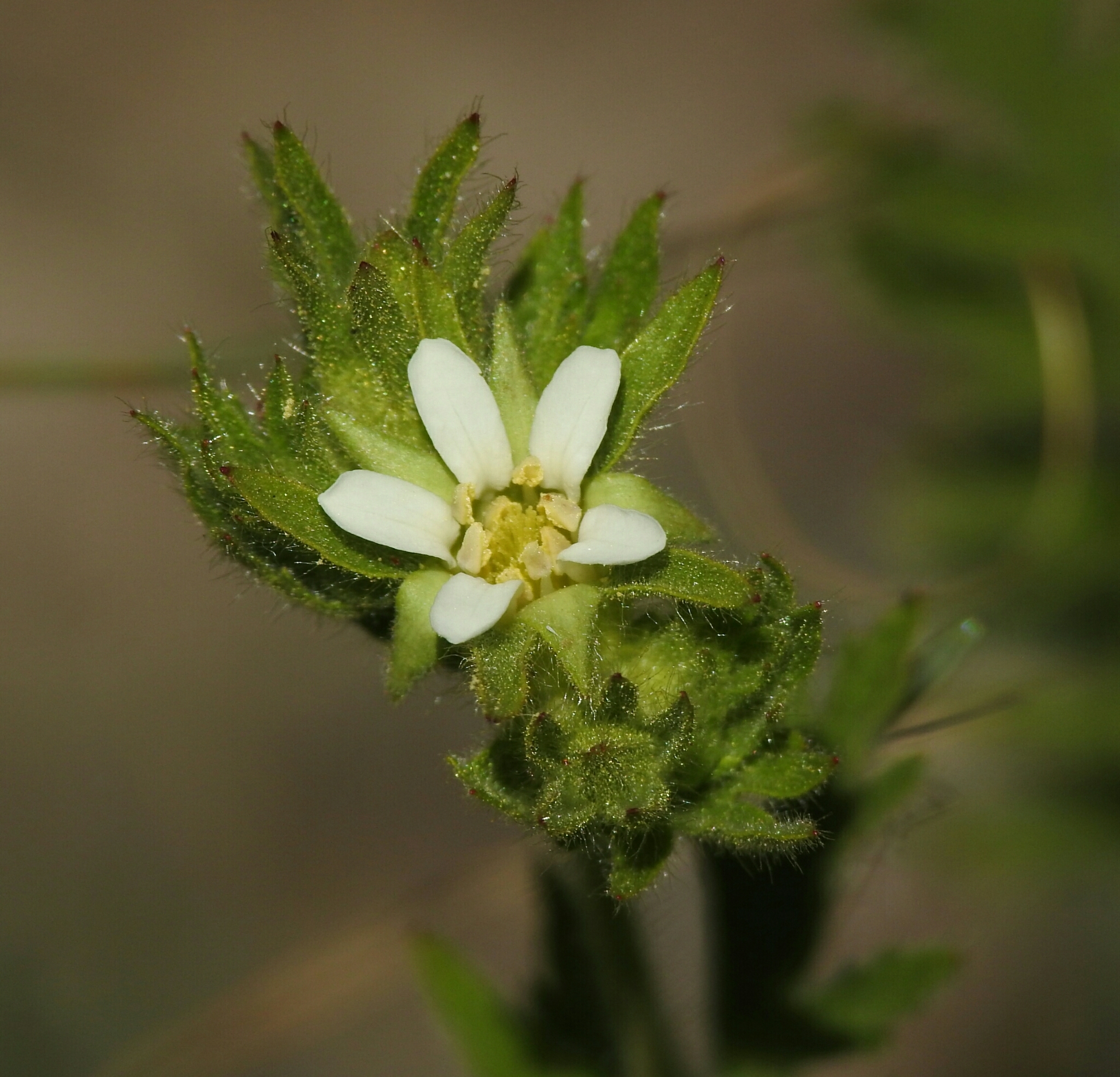 Horkelia californica var. elata