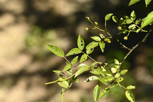 Image of Rosa cymosa by (c) 曾昱承 Yu-Cheng Zeng, some rights reserved (CC BY)