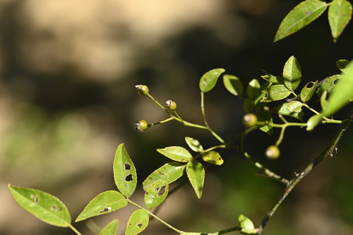 Image of Rosa cymosa by (c) 曾昱承 Yu-Cheng Zeng, some rights reserved (CC BY)