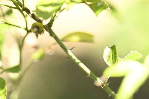 Image of Rosa cymosa by (c) 曾昱承 Yu-Cheng Zeng, some rights reserved (CC BY)