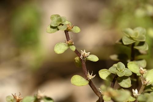 Sedum makinoi (Sedum makinoi)