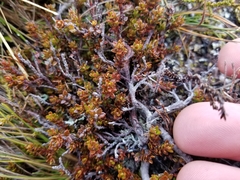 Epacris alpina