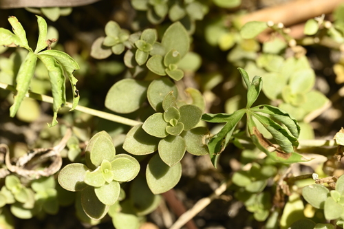 Image of Sedum makinoi by (c) 曾昱承 Yu-Cheng Zeng, some rights reserved (CC BY)