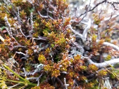 Epacris alpina