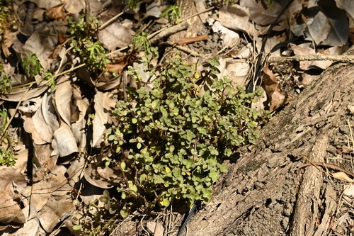 Image of Sedum makinoi by (c) 曾昱承 Yu-Cheng Zeng, some rights reserved (CC BY)