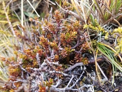 Epacris alpina