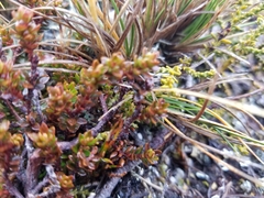 Epacris alpina