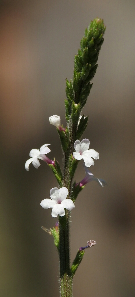 red hills vervain