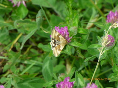 Heliothis adaucta