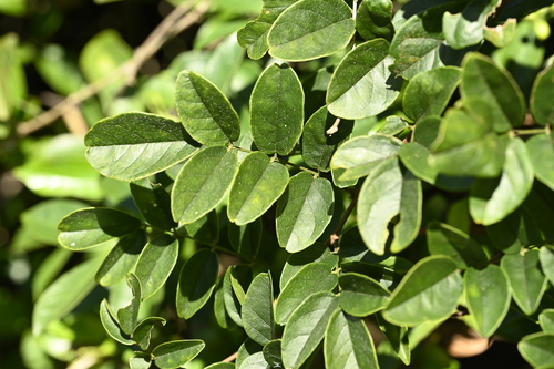 Wisteriopsis reticulata, photograph 2