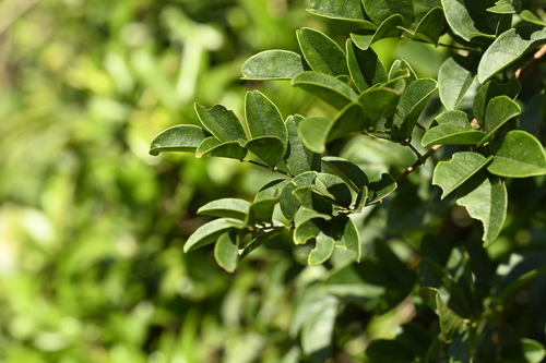 Wisteriopsis reticulata, photograph 3