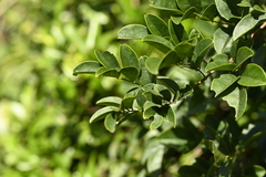 Wisteriopsis reticulata, photograph 曾昱承 Yu-Cheng Zeng, CC BY, iNaturalist via GBIF