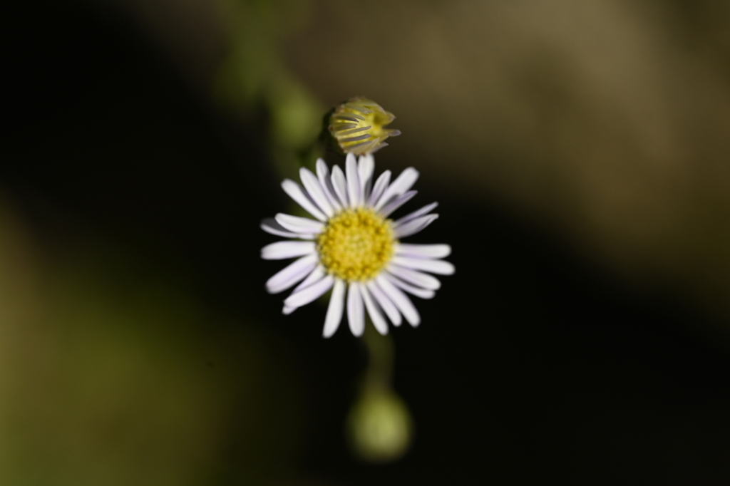 Aster panduratus