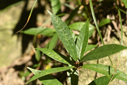 Ficus pandurata (Ficus pandurata)
