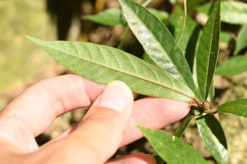 Image of Ficus pandurata by (c) 曾昱承 Yu-Cheng Zeng, some rights reserved (CC BY)