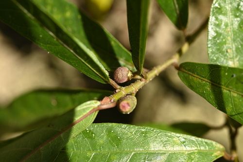 Ficus pandurata, photograph 3