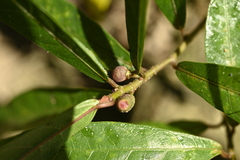 (c) 曾昱承 Yu-Cheng Zeng, some rights reserved (CC BY) Ficus pandurata, photograph (c) 曾昱承 Yu-Cheng Zeng, some rights reserved (CC BY)