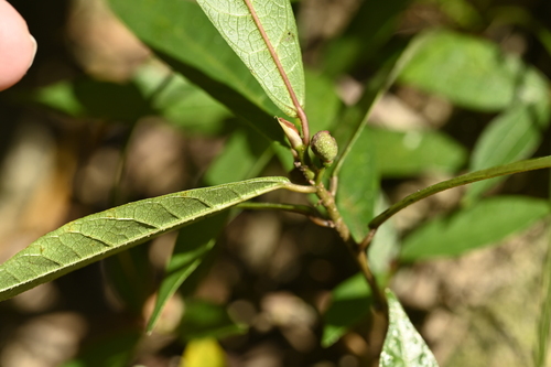 Ficus pandurata, photograph 2