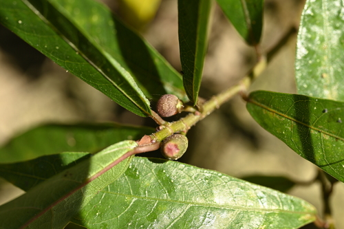 Image of Ficus pandurata by (c) 曾昱承 Yu-Cheng Zeng, some rights reserved (CC BY)