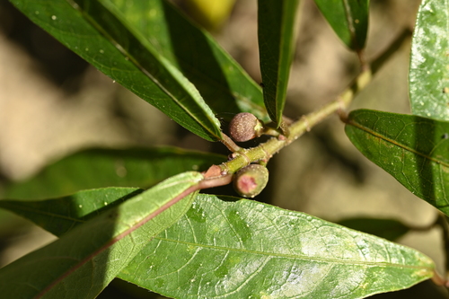 Image of Ficus pandurata by (c) 曾昱承 Yu-Cheng Zeng, some rights reserved (CC BY)