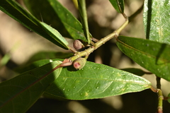 Ficus pandurata, photograph (c) 曾昱承 Yu-Cheng Zeng, some rights reserved (CC BY)
