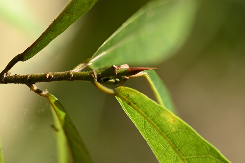 Image of Ficus pandurata by (c) 曾昱承 Yu-Cheng Zeng, some rights reserved (CC BY)