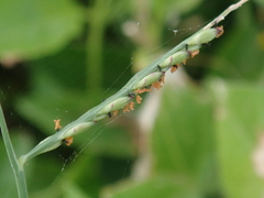 Urochloa subquadripara