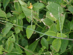 Urochloa subquadripara