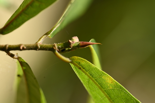Image of Ficus pandurata by (c) 曾昱承 Yu-Cheng Zeng, some rights reserved (CC BY)