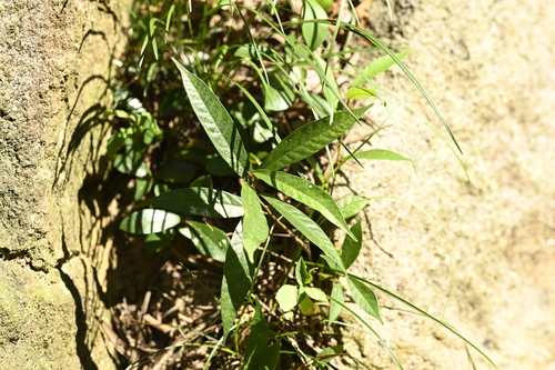 Image of Ficus pandurata by (c) 曾昱承 Yu-Cheng Zeng, some rights reserved (CC BY)