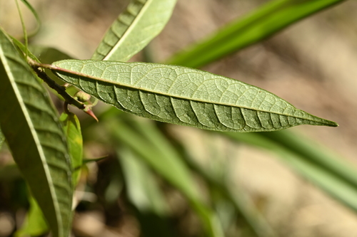 Image of Ficus pandurata by (c) 曾昱承 Yu-Cheng Zeng, some rights reserved (CC BY)