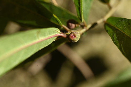 Image of Ficus pandurata by (c) 曾昱承 Yu-Cheng Zeng, some rights reserved (CC BY)