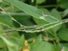 Urochloa subquadripara