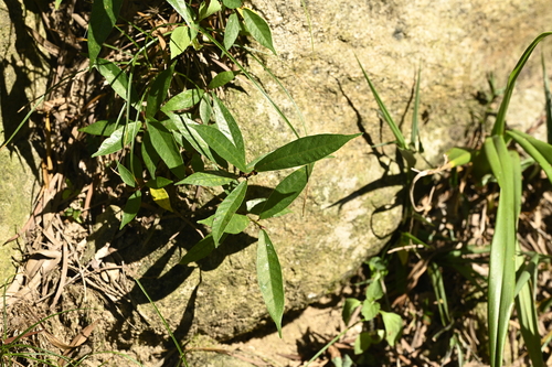 Image of Ficus pandurata by (c) 曾昱承 Yu-Cheng Zeng, some rights reserved (CC BY)
