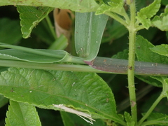 Urochloa subquadripara